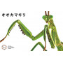 FUJIMI - Chinese Mantis (Insect Series)