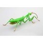 FUJIMI - Chinese Mantis (Insect Series)