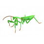 FUJIMI - Chinese Mantis (Insect Series)